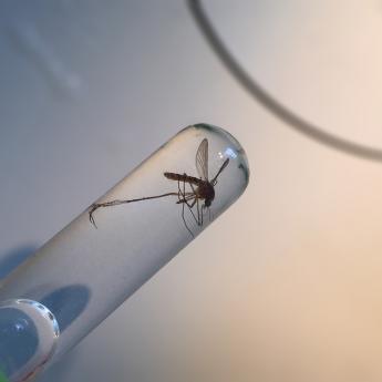Mosquito in vial