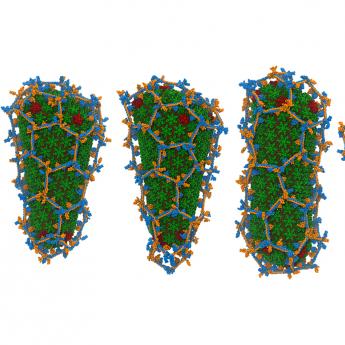 five images of differently-shaped proteins encased in hexagonal nets