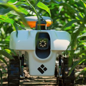 A TerraSentia robot—which automates the measurement of crop phenotypes—moves between rows of corn.