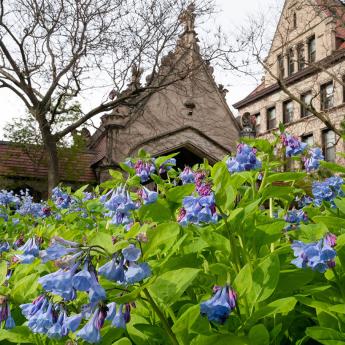 Flowers blooming on campus during spring