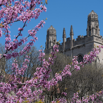 A tree with pink flowers is visible in the foreground and the stone tower of Harper Library in the background.