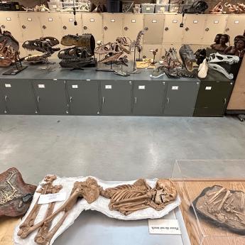Assortment of bones and skeletons inside Sereno's lab