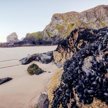 Mussels lining a large rock on the beach