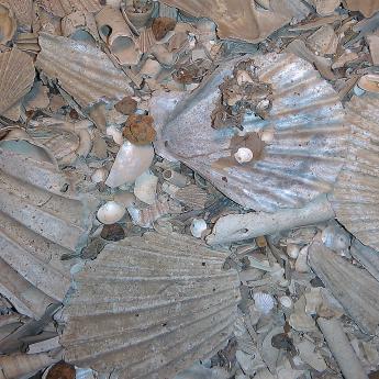 Pile of bivalve shells