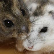 Siberian hamsters