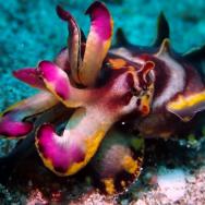 brightly colored cuttlefish on the ocean floor
