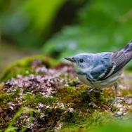 A bright blue Cerulean Warbler