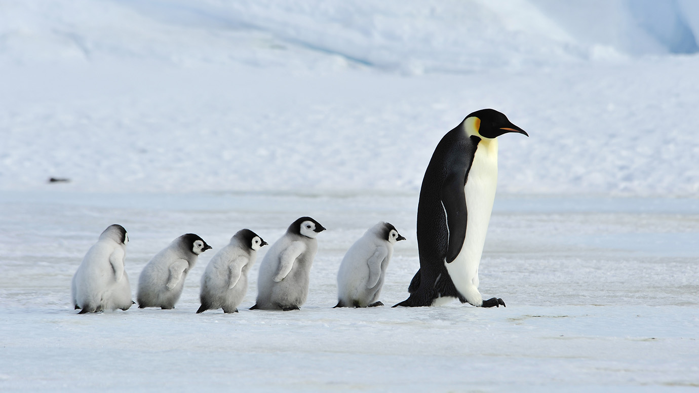 Lifespan of an emperor penguin
