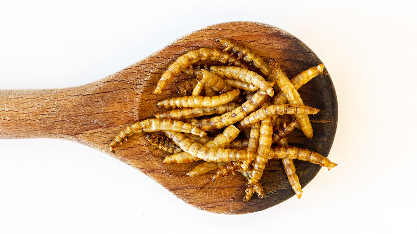 Why edible worms could help solve global health issues