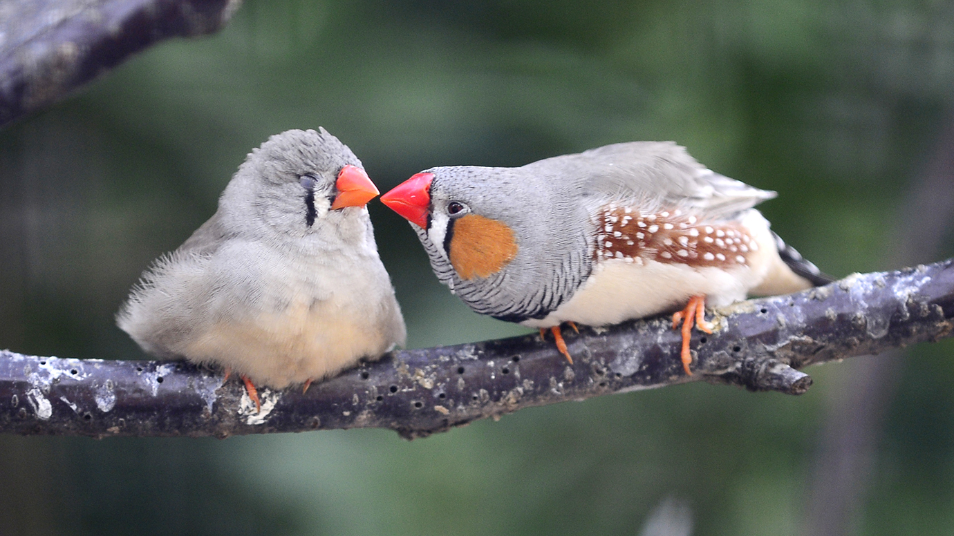 Investing In Love And Affection Pays Off For Species That Mate For Life University Of Chicago News,10 Year Anniversary Ideas For Husband