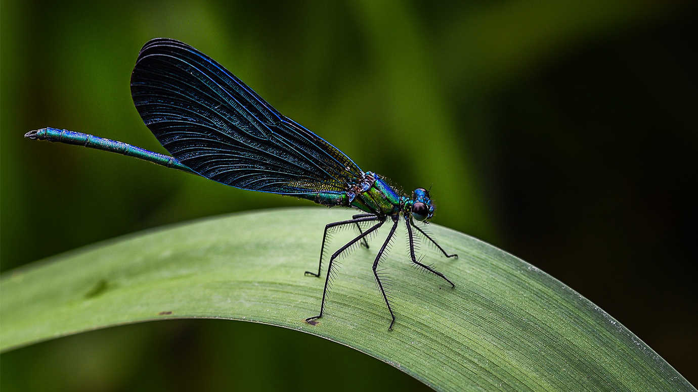 How insect wings evolved from the legs of an ancestral crustacean |  University of Chicago News