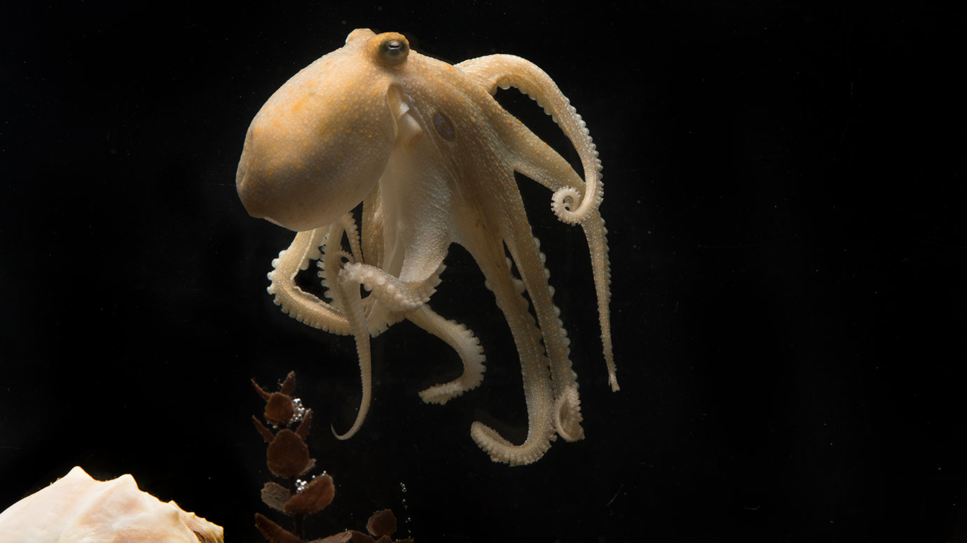 What causes the octopus death spiral? New study points to changes ...
