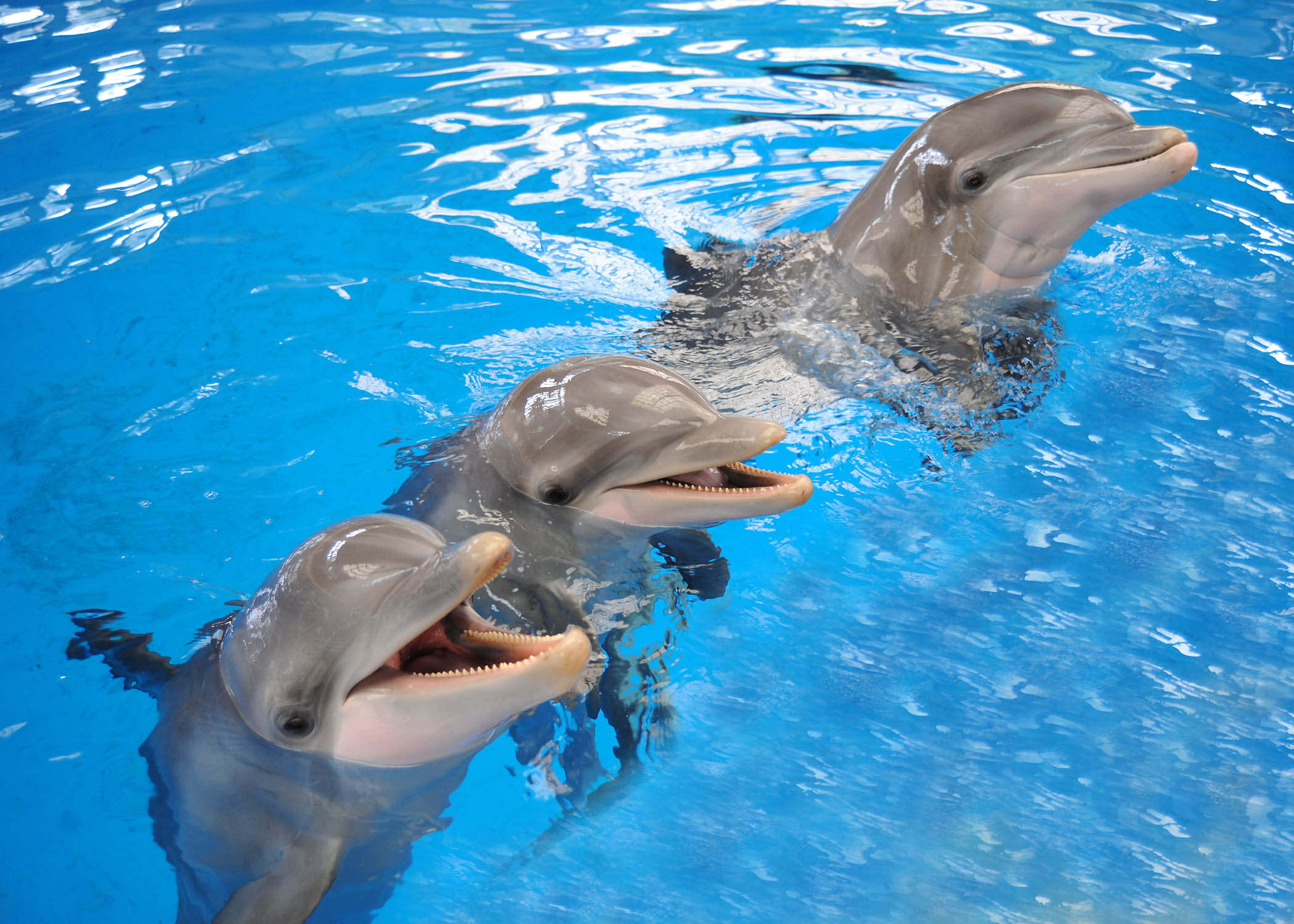 Dolphins keep lifelong social memories, longest in a non-human