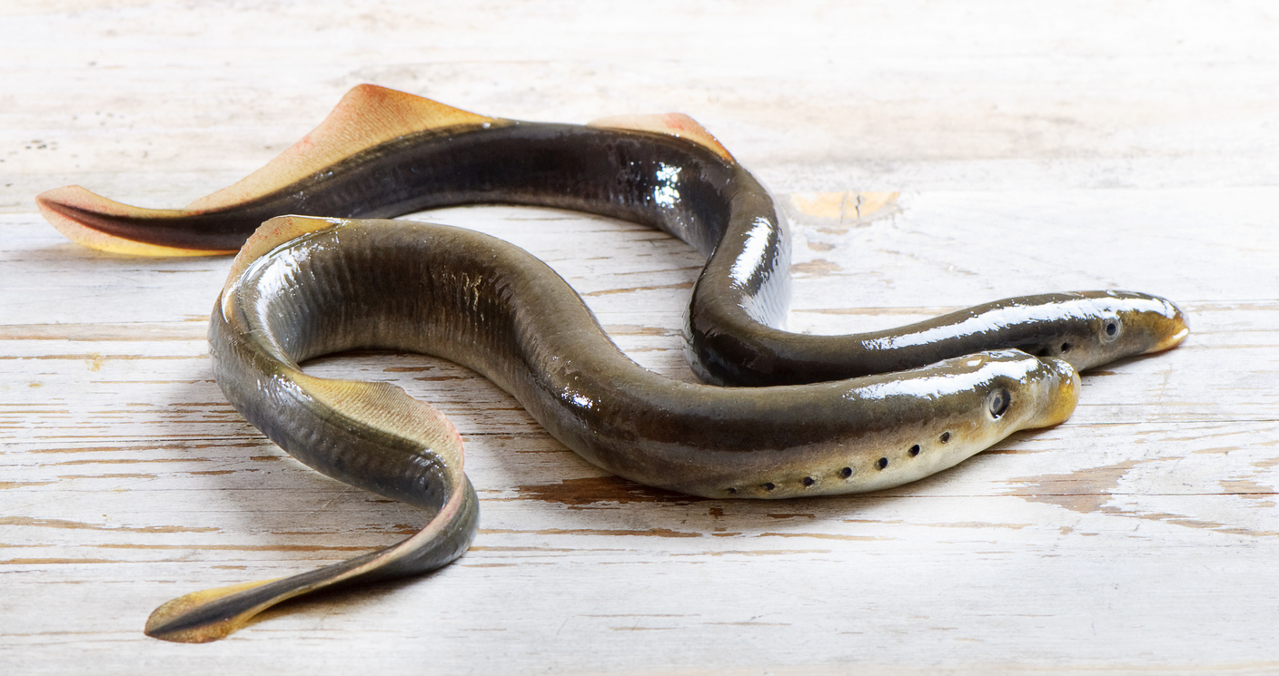 Lamprey genes that aid spinal healing present in humans | University of ...