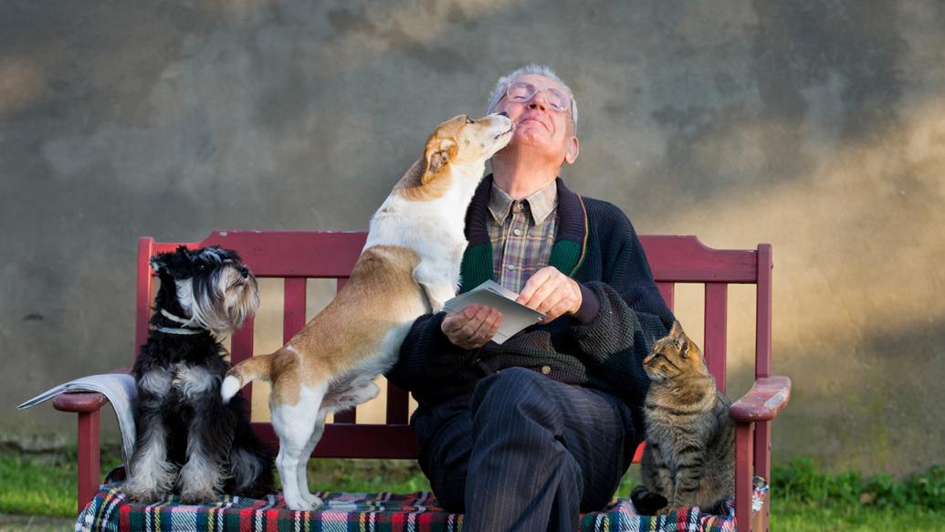 A man sits on a bench with 2 dogs and a cat