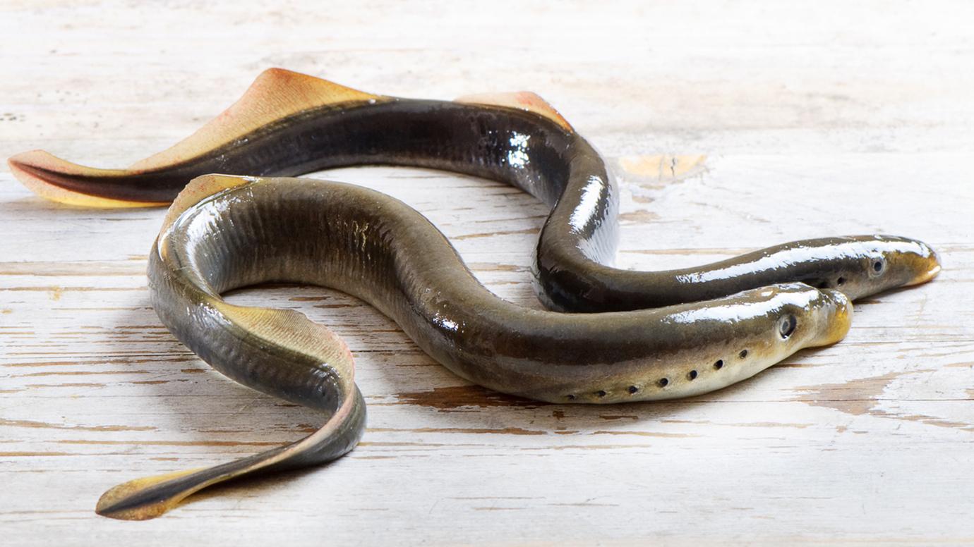 This eel-like animal can regrow a severed spinal cord—twice | University of  Chicago News