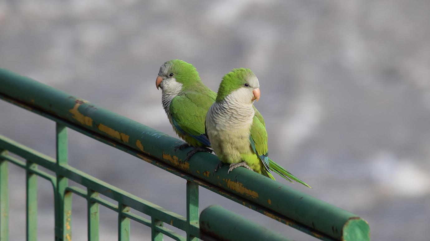 green parrot pet