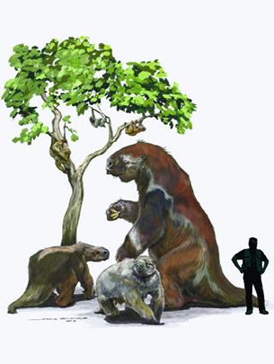 Newswise: Study shakes up sloth family tree