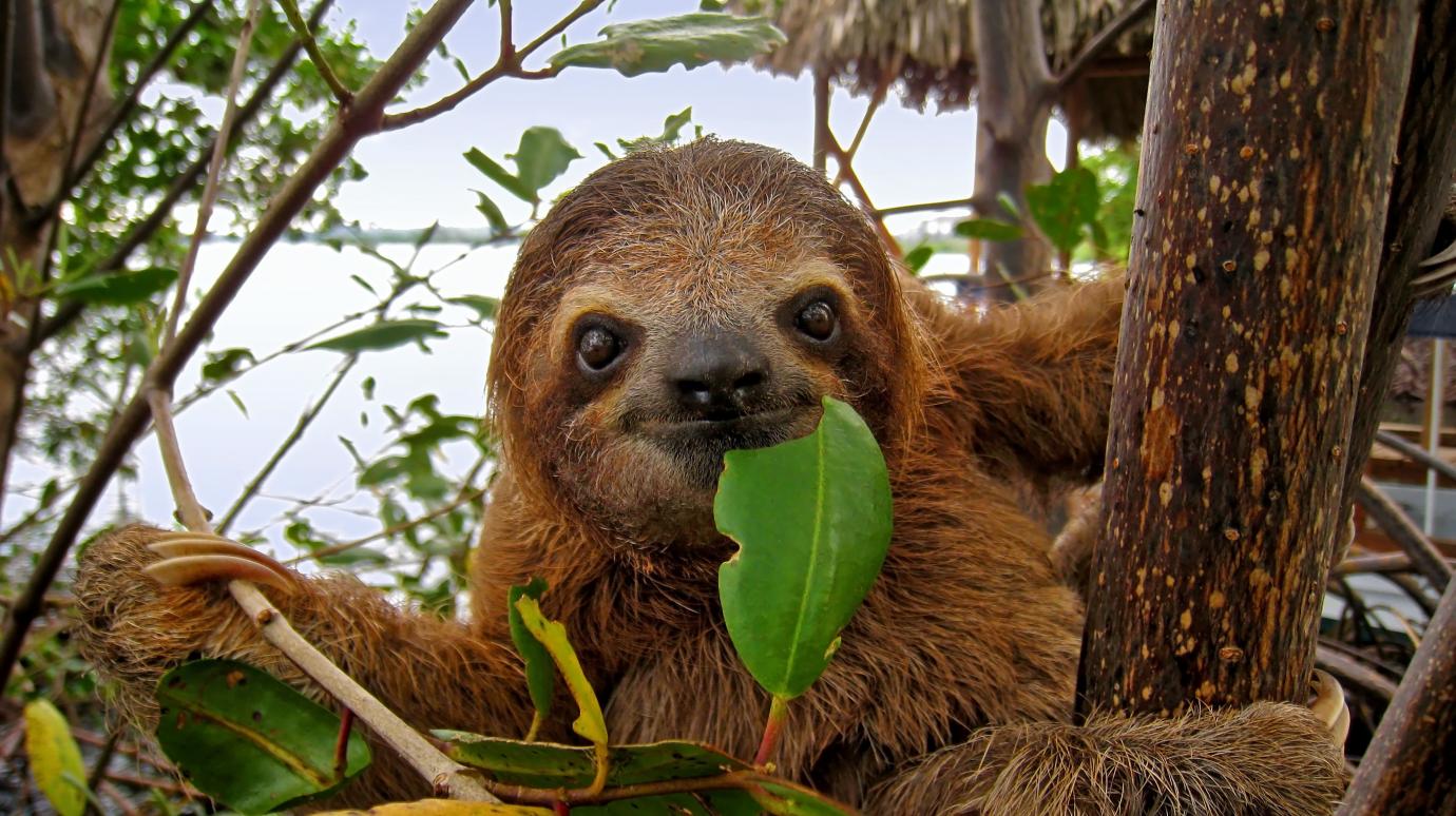 Compare two studies of sloths and draw conclusions