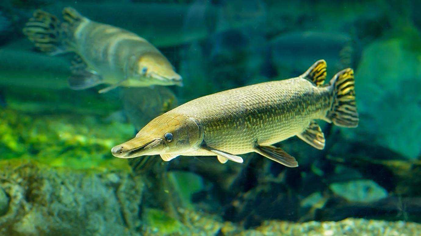 How the 'living fossil' fish of North America vacuums up its prey |  University of Chicago News