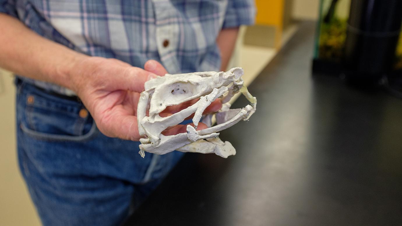 Newswise: Long before other fish, ancient sharks found an alternative way to feed
