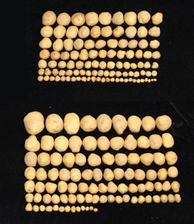 A group of large potatoes below a group of small potatoes on a black background