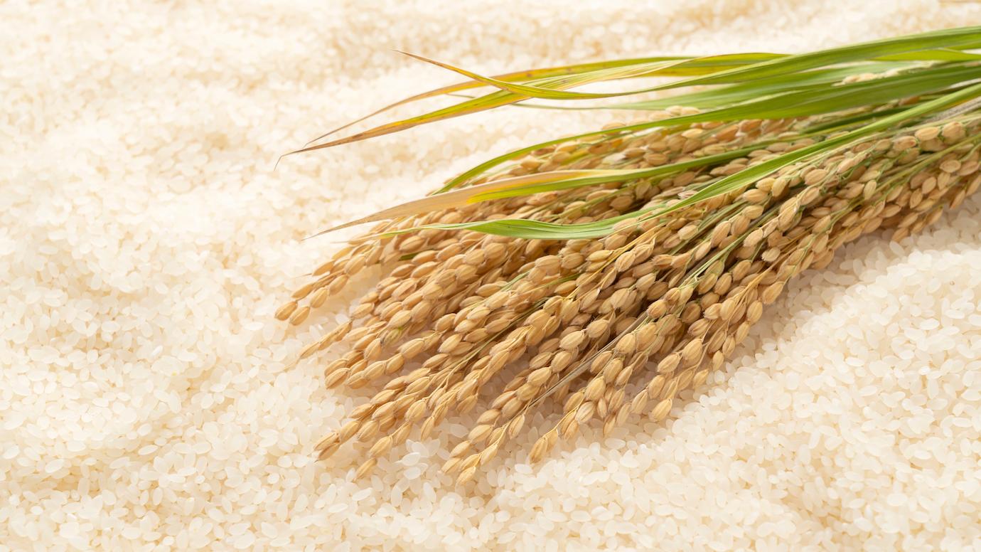 A rice plant stalk on a bed of rice grains