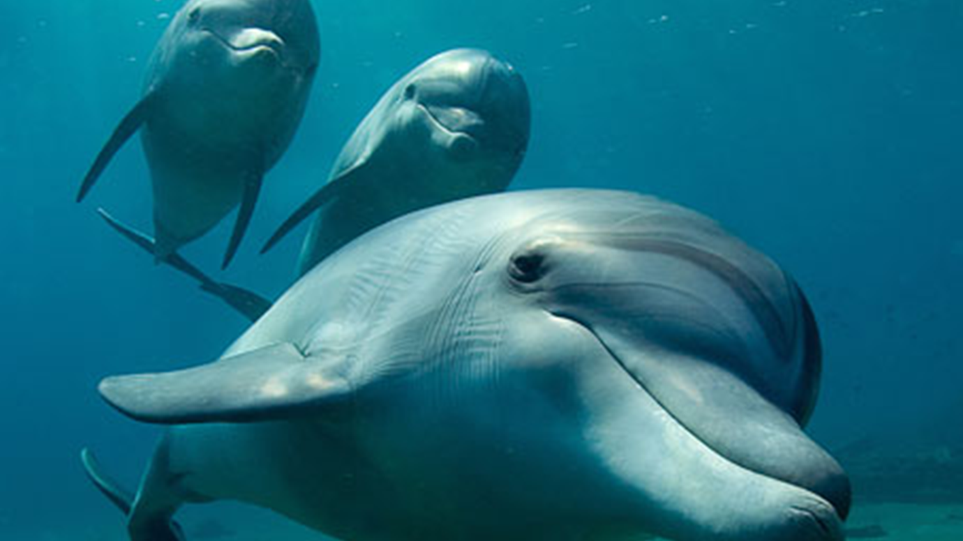 At least seven 1972 Dolphins affected by cognitive impairment