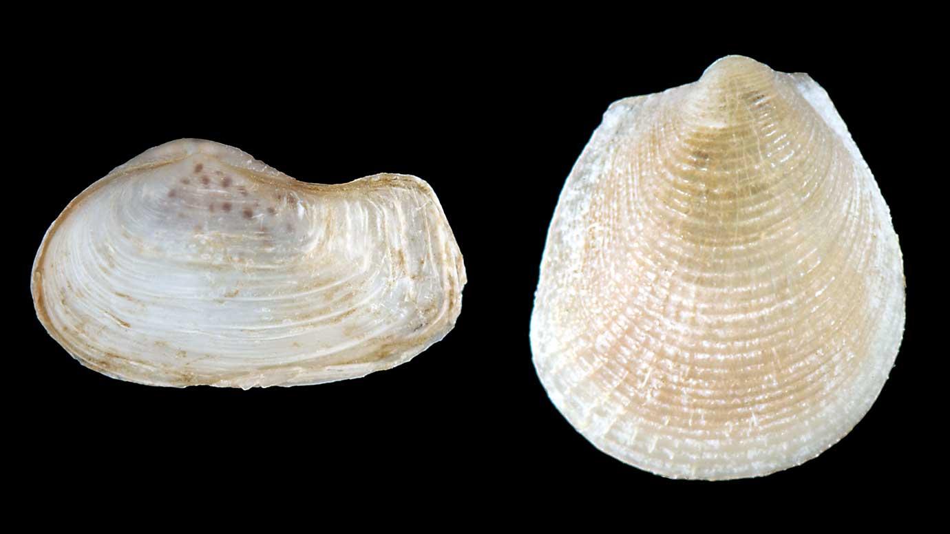 Clam fossils help scientists find errors in evolutionary tree