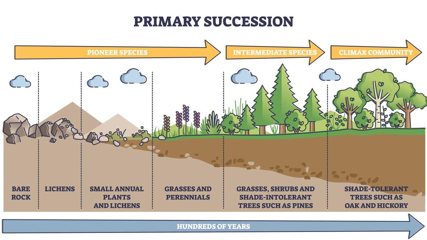 Ecological succession outlet