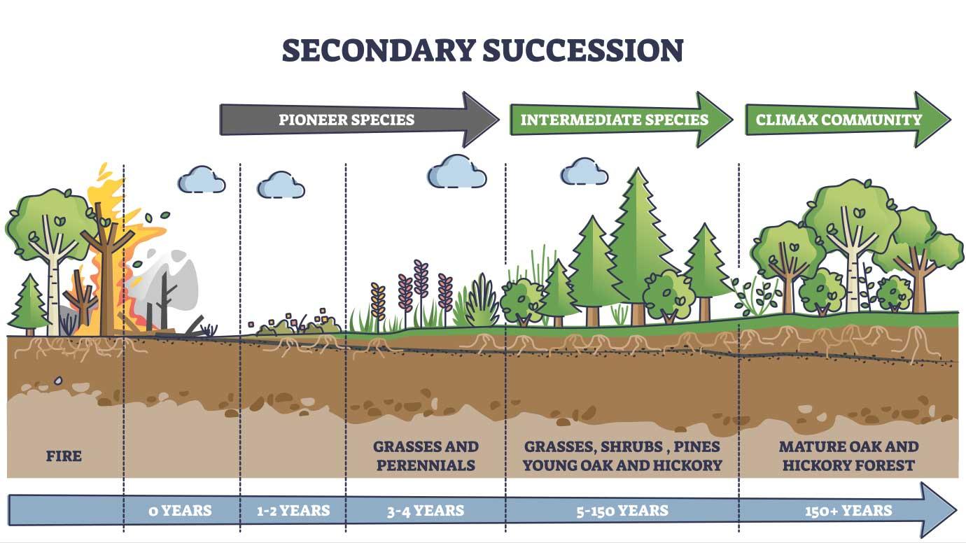 What is ecological succession? | University of Chicago News