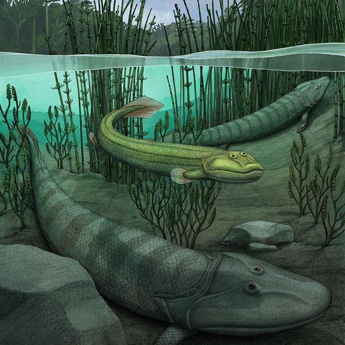 New fossil shows four-legged fishapod that returned to the water while  Tiktaalik ventured onto land | University of Chicago News