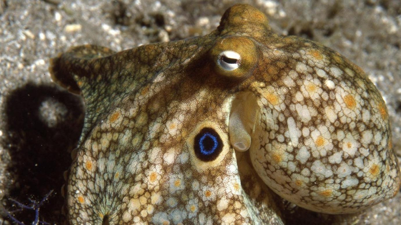 Octopuses, other cephalopods can adjust to cold by editing their RNA |  University of Chicago News