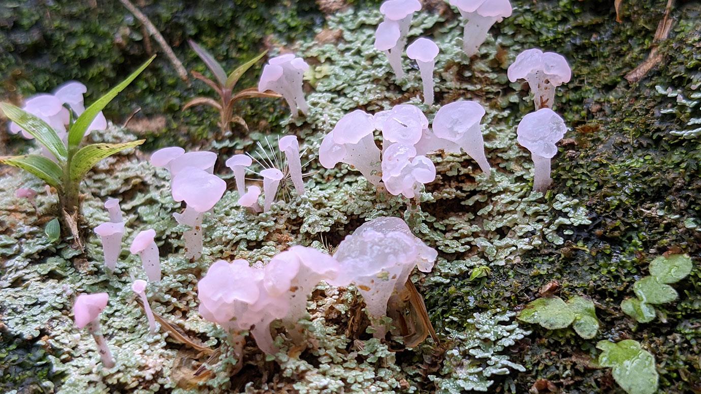 Puffball Spores - Lichen Labs