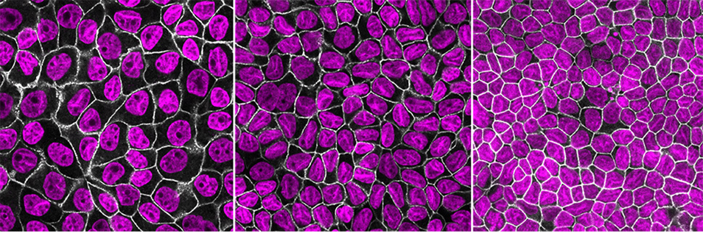 overexpressing-a-protein-called-cyclin-d1-allowed-the-cells-to-bypass