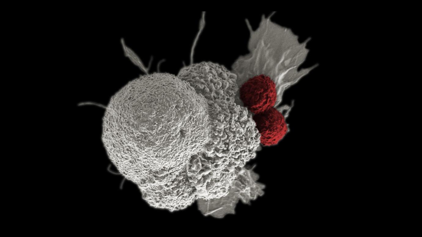 3D rendering of a large bumpy white cell with two small red cells attached to it, on a black background