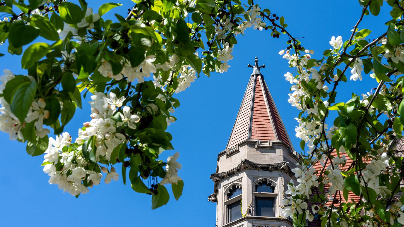 photo of white crabapple blossoms framing a gothic-spire tower on UChicago campus
