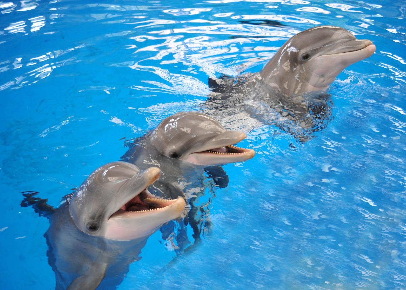 dolphins tomorrow