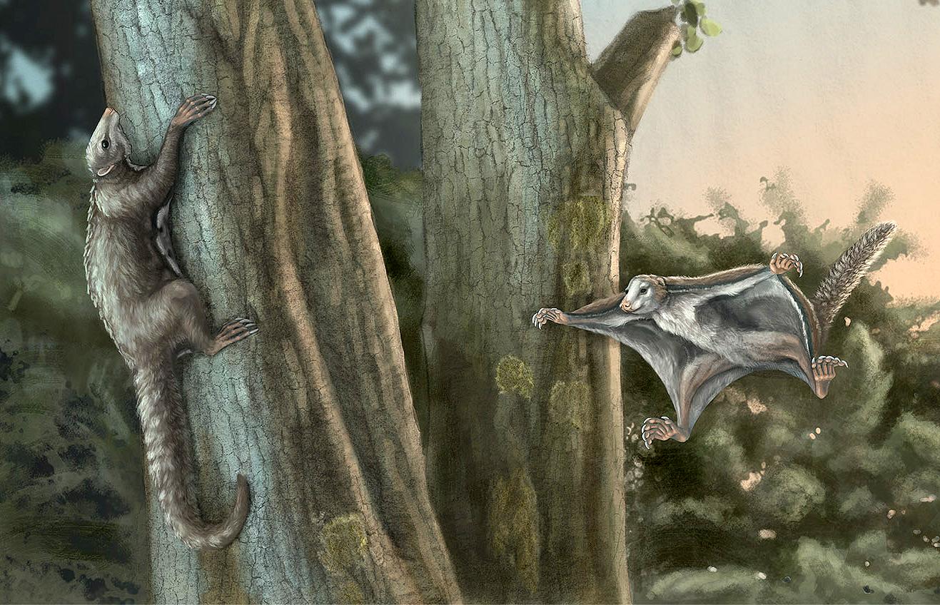First winged mammals from the Jurassic period discovered | University of  Chicago News