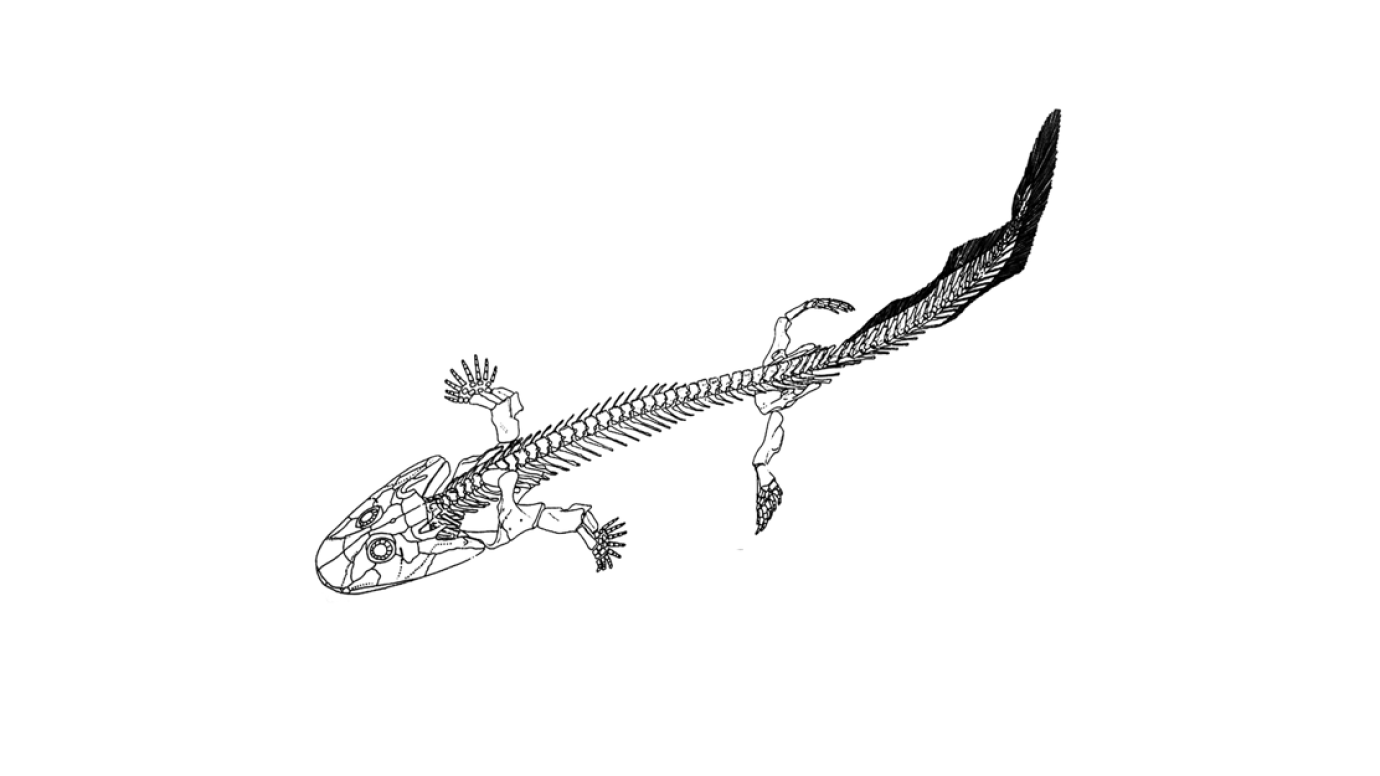 Missing links' of evolution, explained | University of Chicago News, image size:1380x776