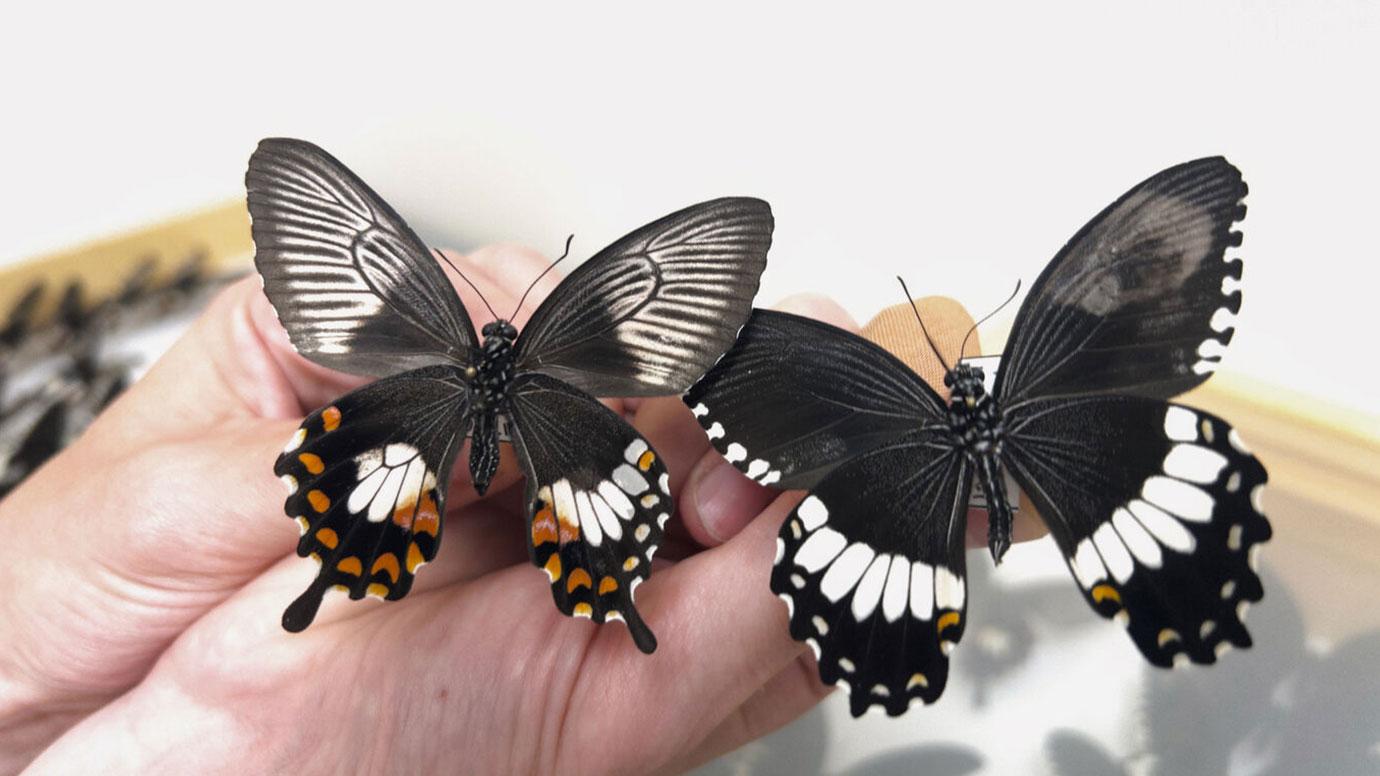 チョウの羽の色と模様を制御する「スーパージーン」の秘密を解明(Secrets of the butterfly ‘supergene’ that controls wing colors and patterns)