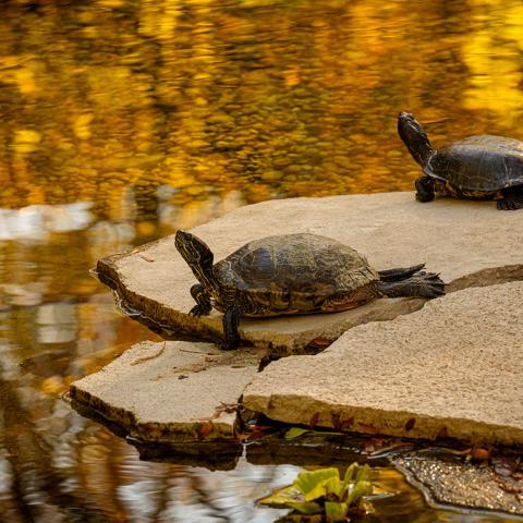 Turtles of Botany Pond