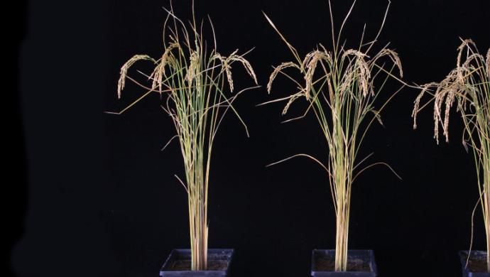 Three rice plants of different sizes on a black background