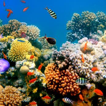 coral reef biodiversity