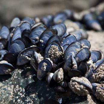 Mussels cling to a rock at low tide.
