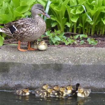 Honey and her ducklings