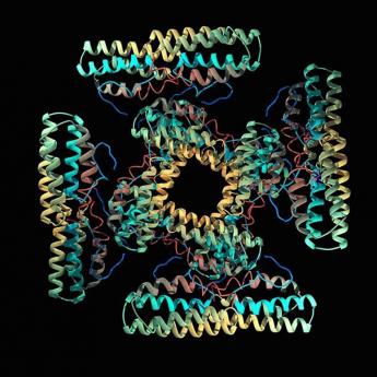 Ribbon model of a protein