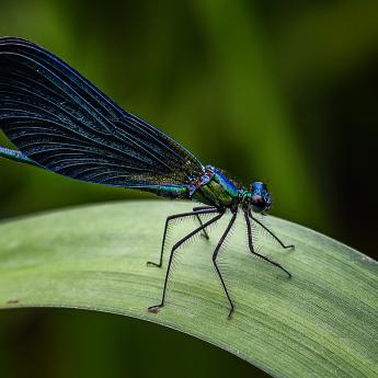 Blue insect with large wings