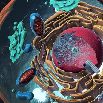 Illustration of mitochondria, golgi bodies, etc inside a cell