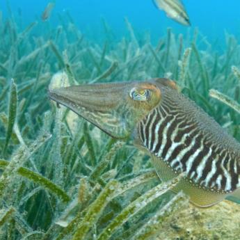 Striped fish - Common Cuttlefish Sepia Officinalis - surrounded by sea grass